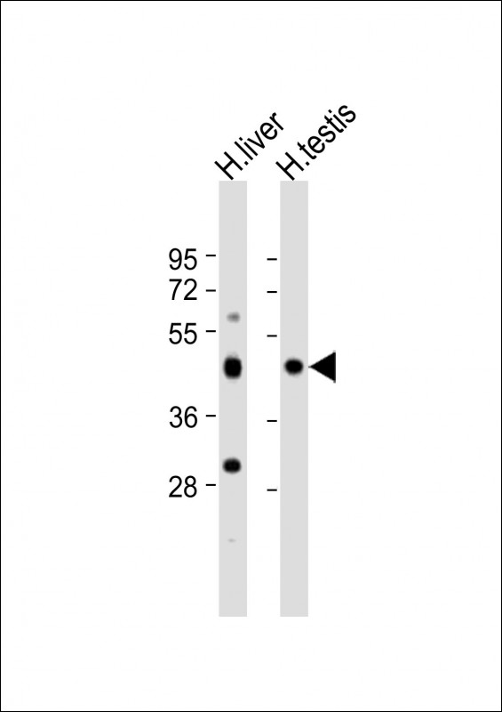 CHTF8 (N-Term)