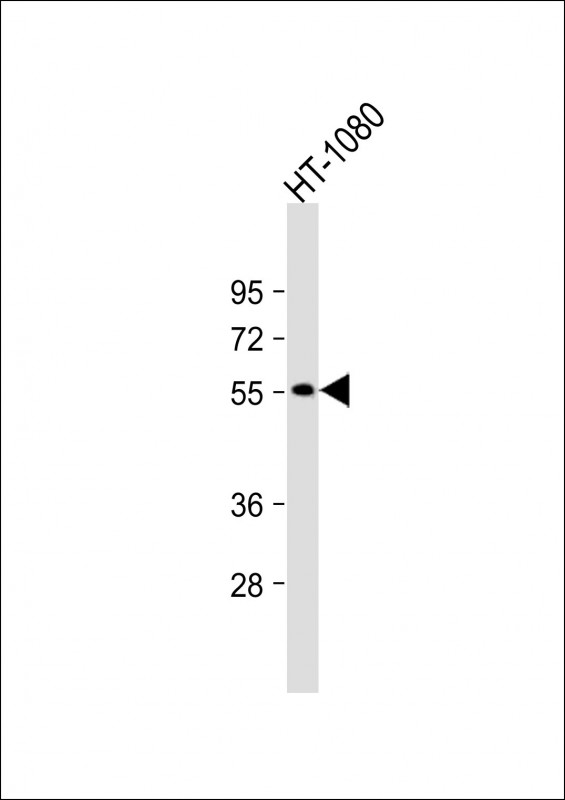 NPRL3 (N-Term)