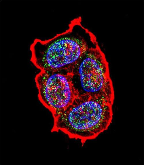 Rabbit Polyclonal Antibody to AVP