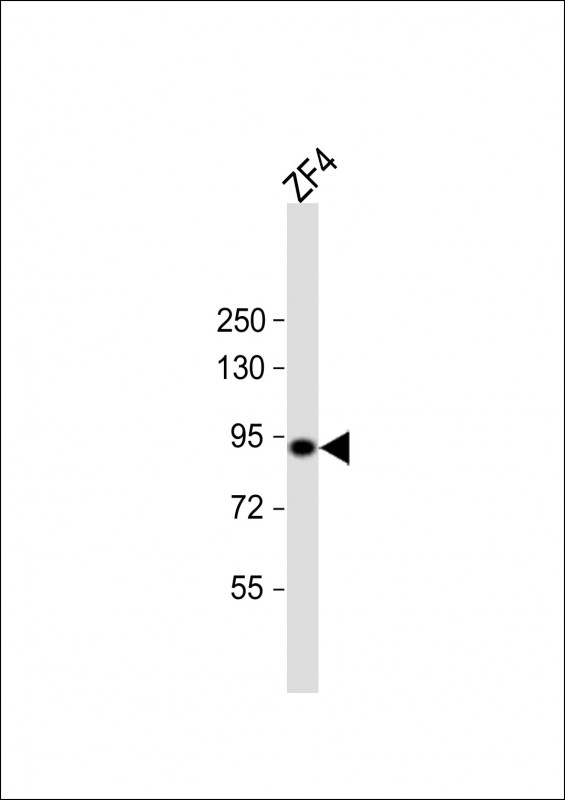 hsp90a.1
