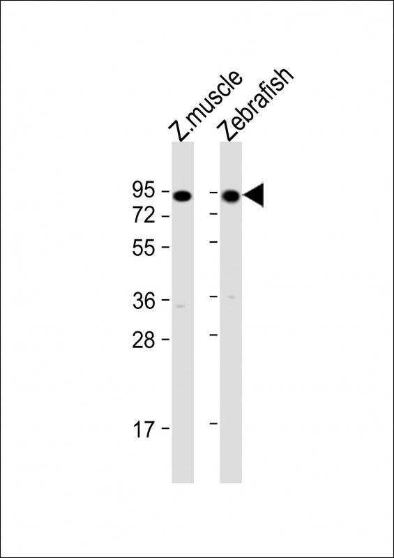 Rabbit Polyclonal Antibody to hsp90a.1