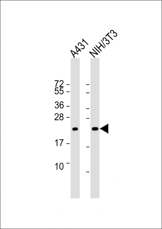 RRAS2