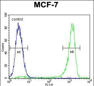 Rabbit Polyclonal Antibody to VEGF3 (N-term)
