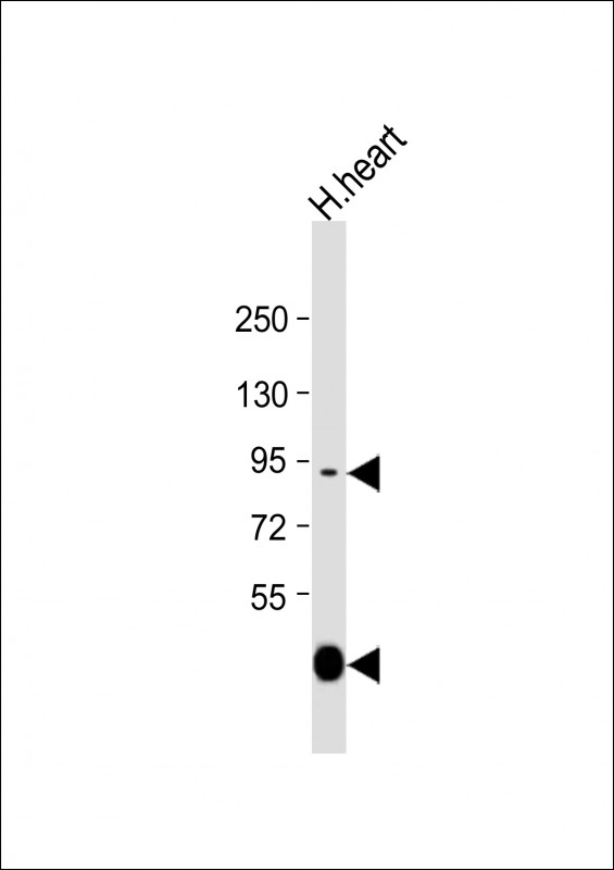 Rabbit Polyclonal Antibody to LOXL3
