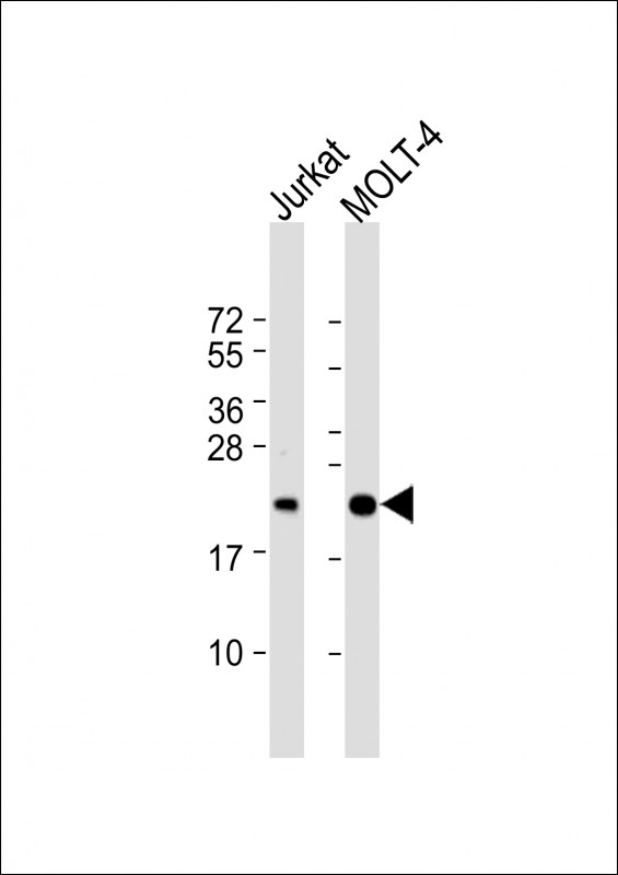 CD3Z (N-term)