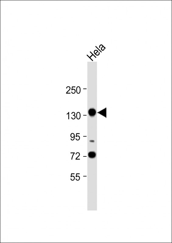 M Cadherin (CDH15)