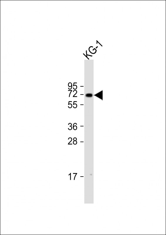 ZNF93 (N-term)