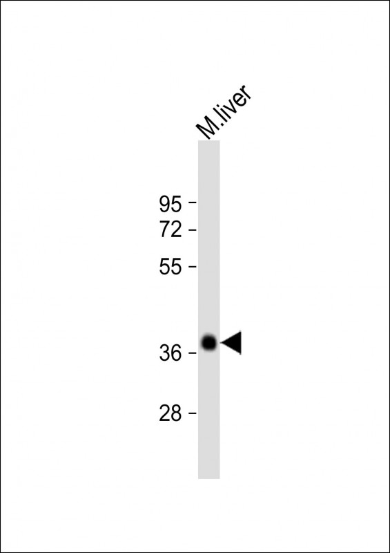 EI24 (N-Term)