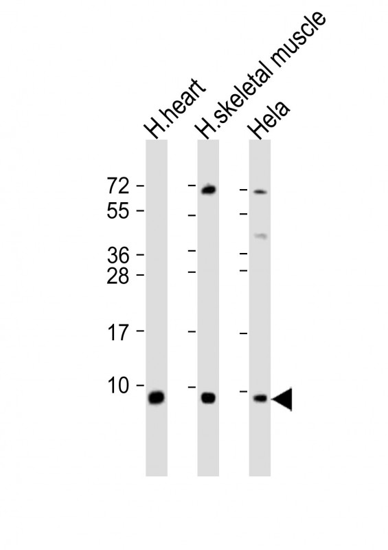 ATP5E