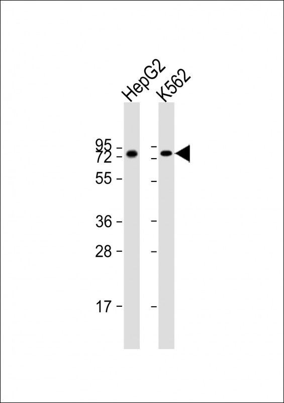 ARID3A (N-Term)