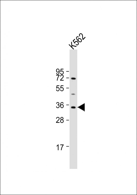 LYL1