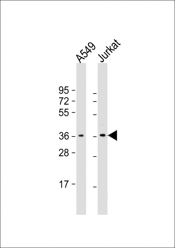 HMG20B (N-Term)