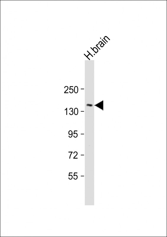 RTN4 (N-Term)