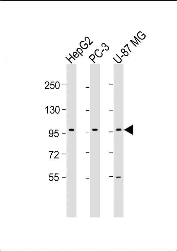 PCDH10 (N-Term)