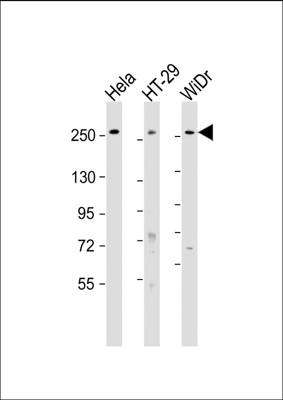 PCNXL2 (N-Term)