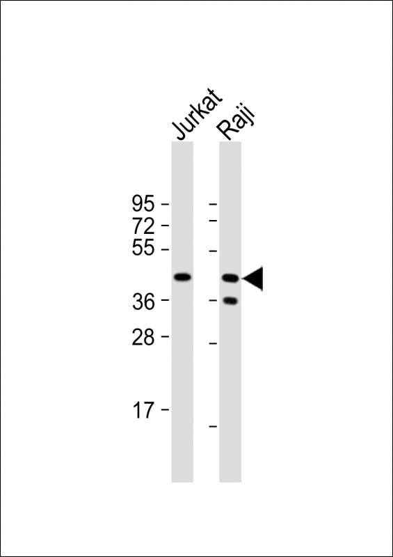 CD82 (ST6)