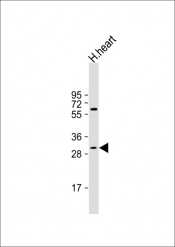 MOX1 (Meox1) (N-term)