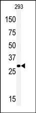 Rabbit Polyclonal Antibody to MOX1 (Meox1) (N-term)
