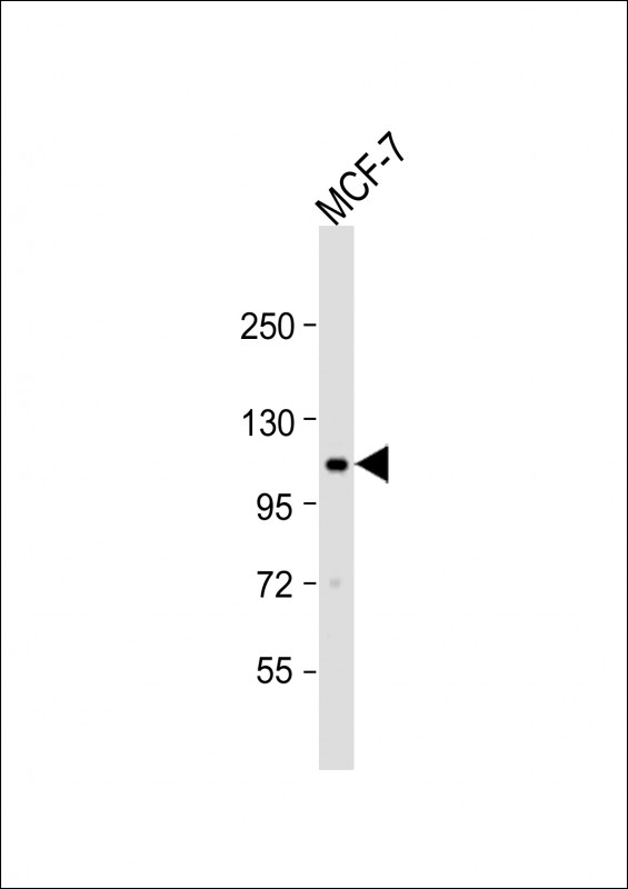 EphA2 (N-term)