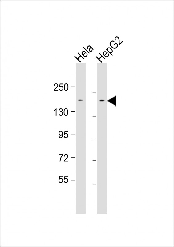LAP2
