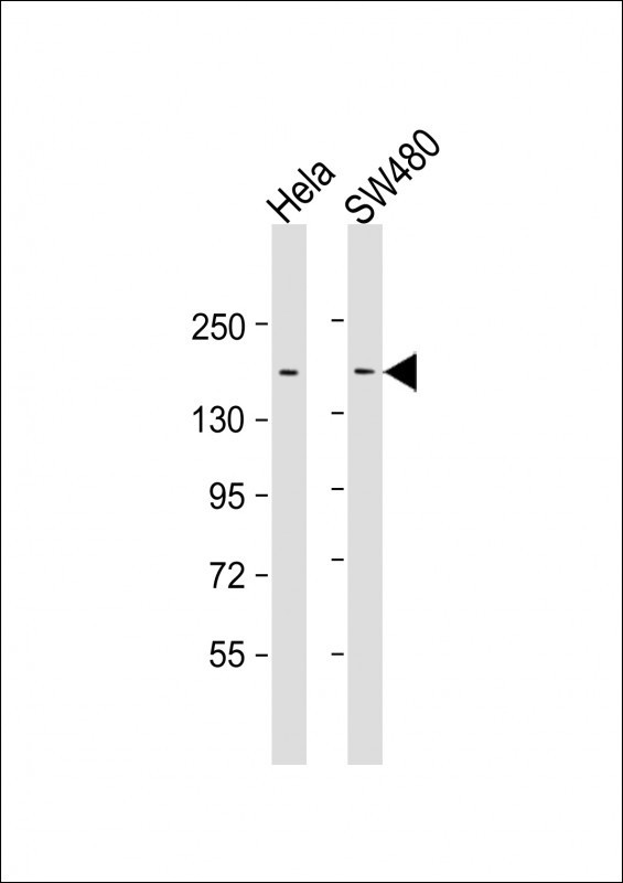 LAP2