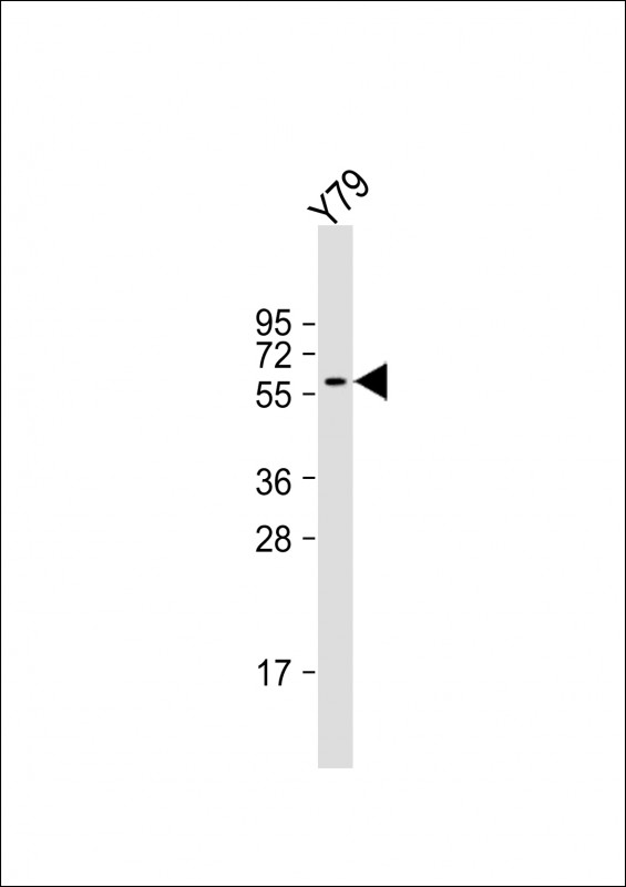 SLC5A12