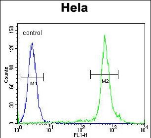 Rabbit Polyclonal Antibody to NKX2-1 (N-term)