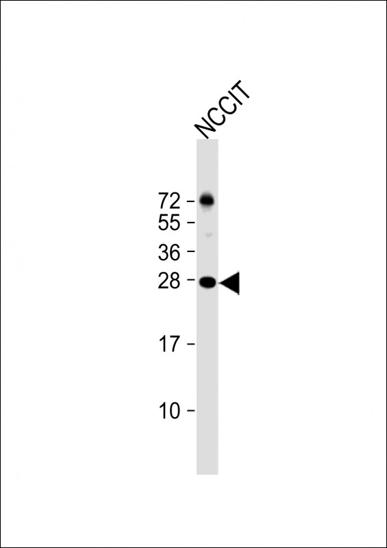LIN28A