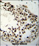 Rabbit Polyclonal Antibody to LIN28A