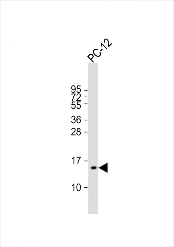 ID1