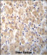 Rabbit Polyclonal Antibody to PABPN1L