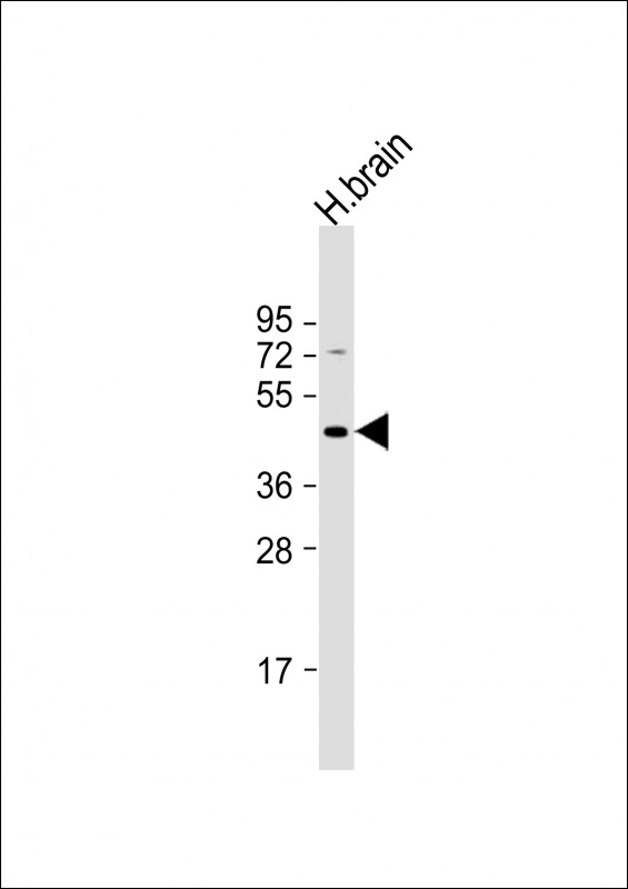 GBRR3 (N-term)
