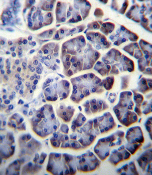 Rabbit Polyclonal Antibody to PC (N-term)