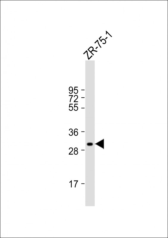 MYOGENIN (N-term)