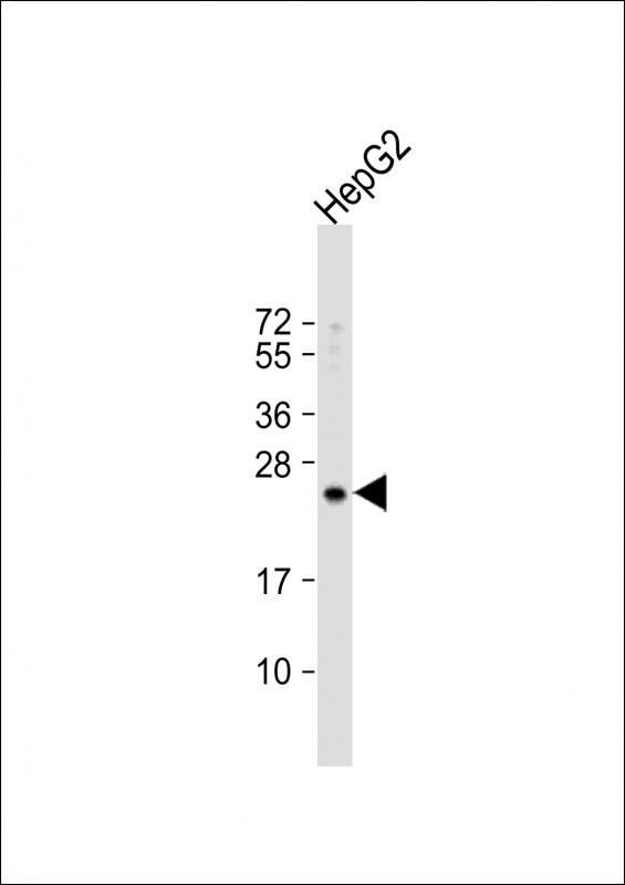 RPL15 (N-term)