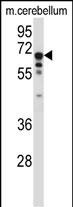 Rabbit Polyclonal Antibody to TCF3