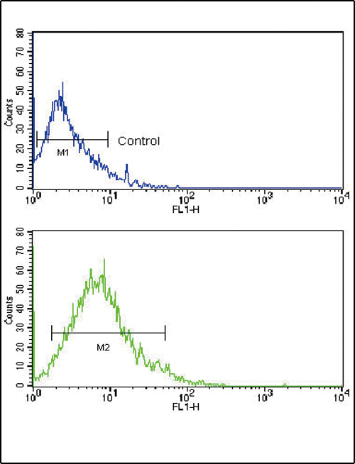 Rabbit Polyclonal Antibody to GLUT2 (SLC2A2) (N-term)