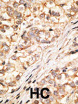 Rabbit Polyclonal Antibody to Connexin 36