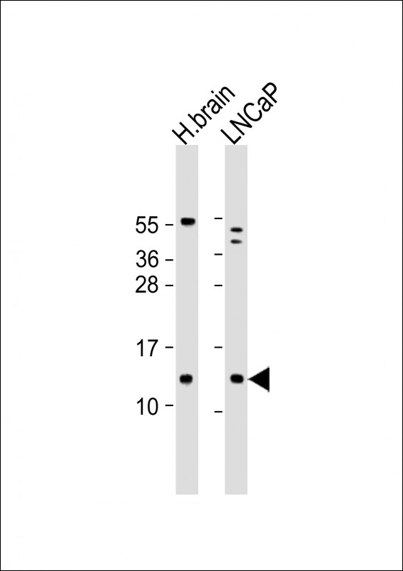 C18orf32