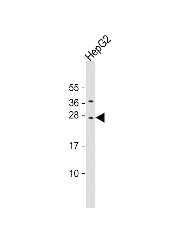 CIDEB (C-erm)