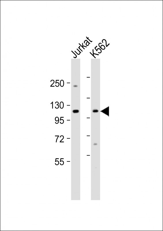 MTHFD1 (Center P550)