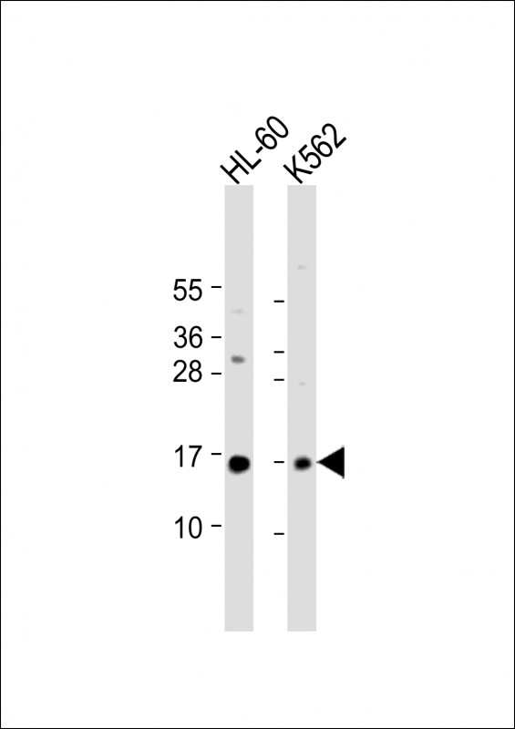 SNRPD1