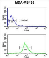 Rabbit Polyclonal Antibody to ISLR  (C-term)