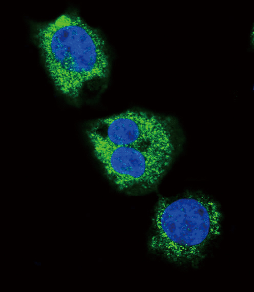 Rabbit Polyclonal Antibody to FIBG