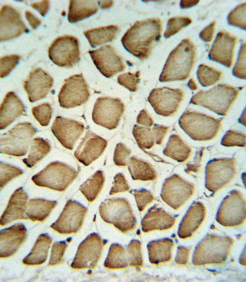Rabbit Polyclonal Antibody to FIBG