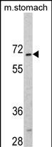 Rabbit Polyclonal Antibody to CREB3L1