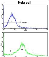 Rabbit Polyclonal Antibody to CREB3L1