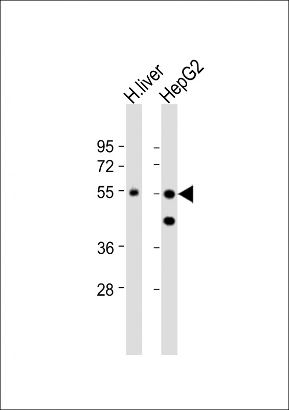 CPN1 (N-term)