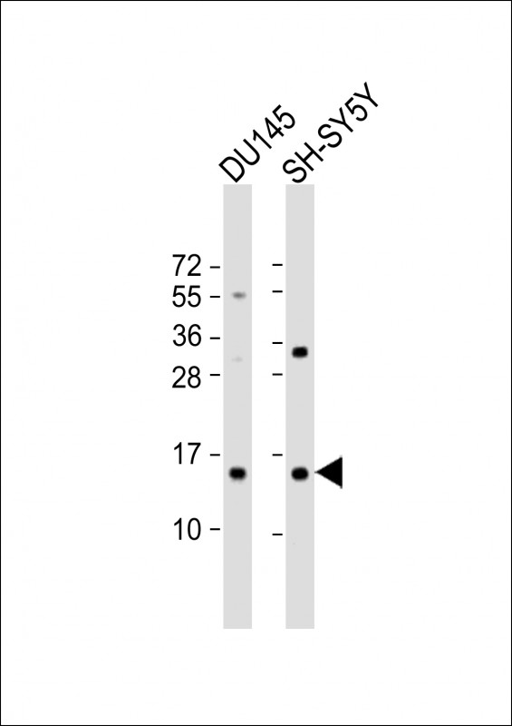 YPEL5  (C-term)