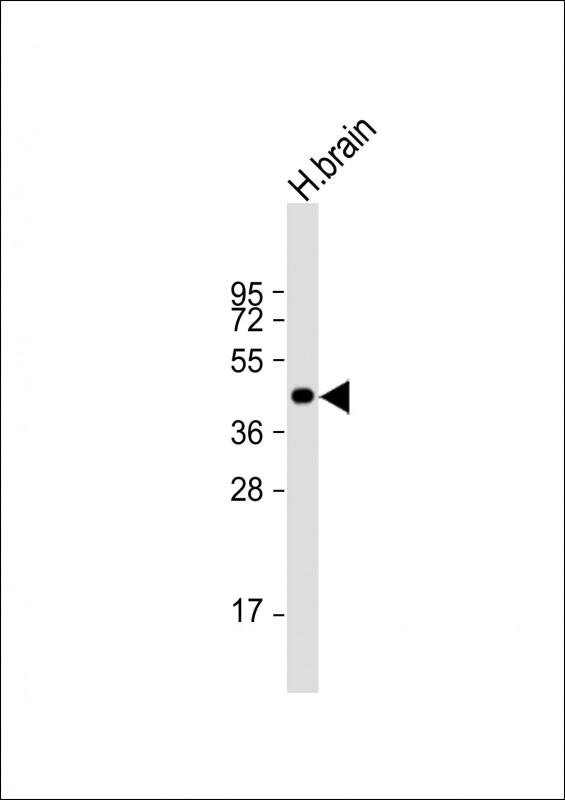 NIPA4 (N-term)